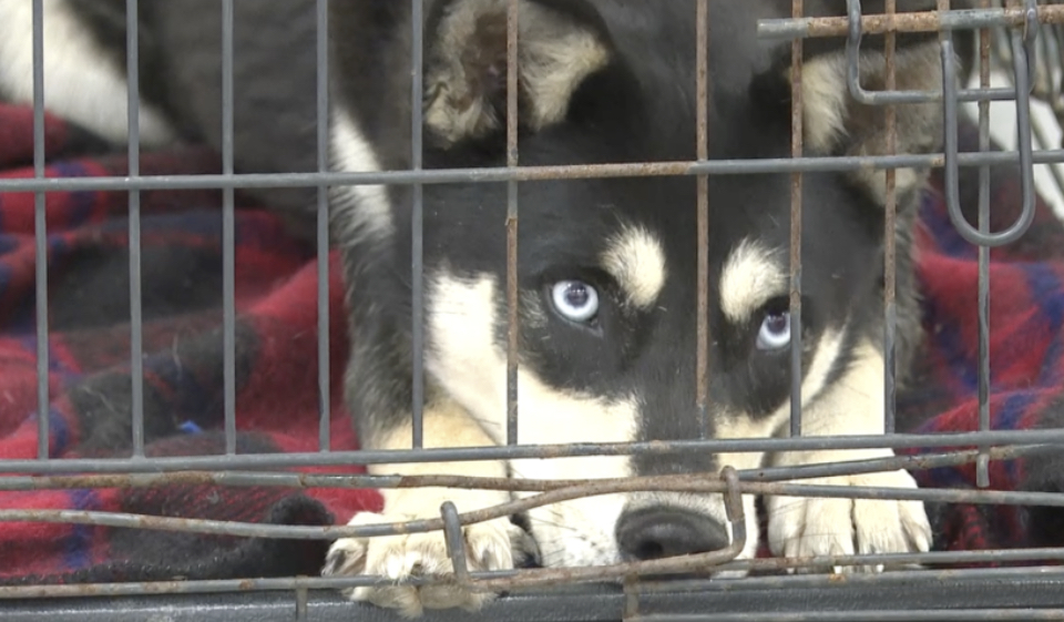 H.A.R.T. hosts free microchipping event for owners, attempting to reduce stray, lost animal population