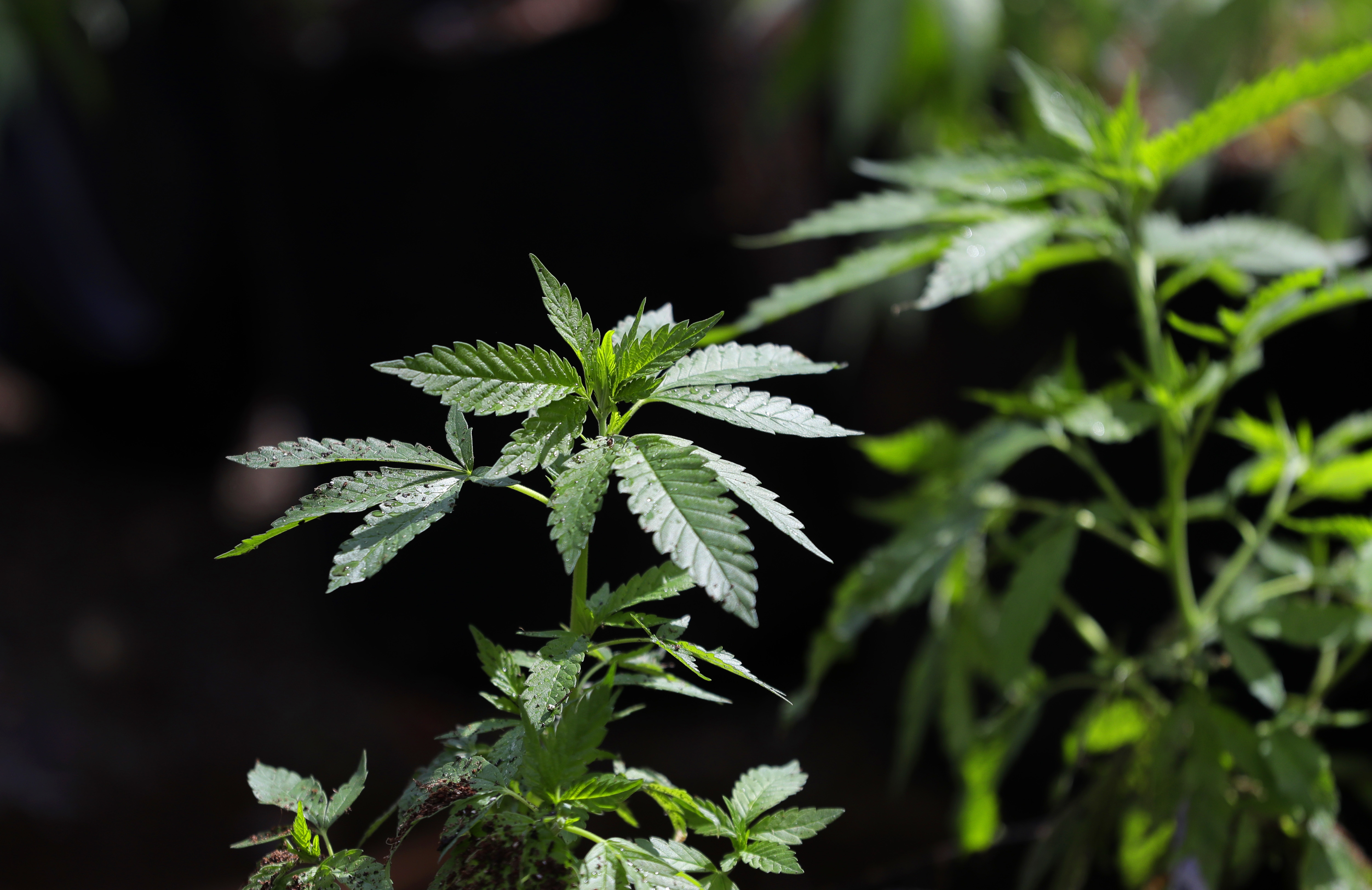 In this April 12, 2018, photo, a marijuana plant awaits transplanting at the Hollingsworth Cannabis Company near Shelton, Wash.  