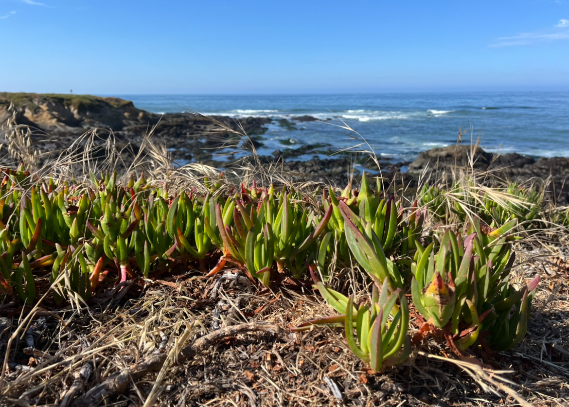 Ice plant at Lampton Cliffs Park