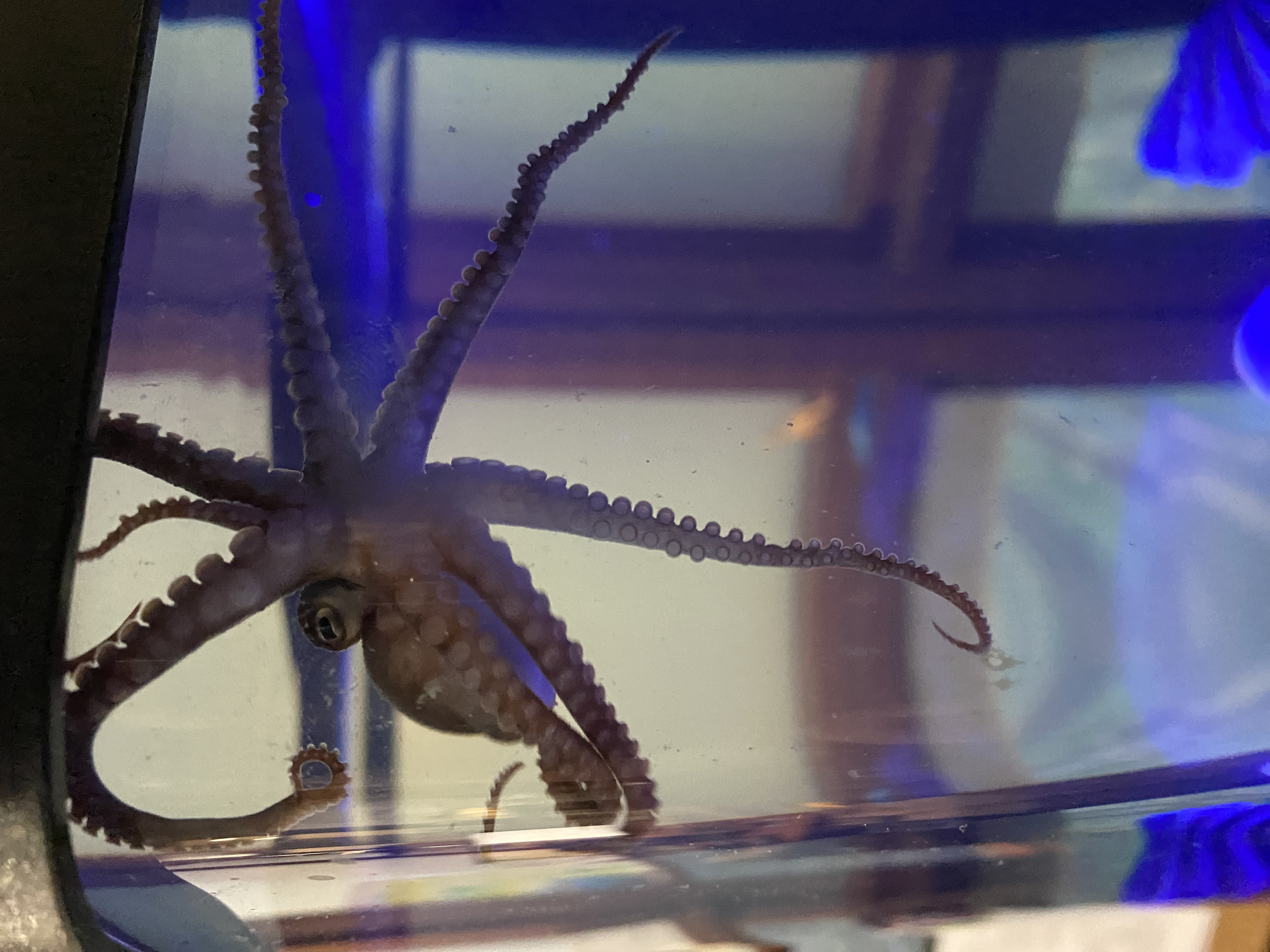 Maymont octopus close-up.jpeg