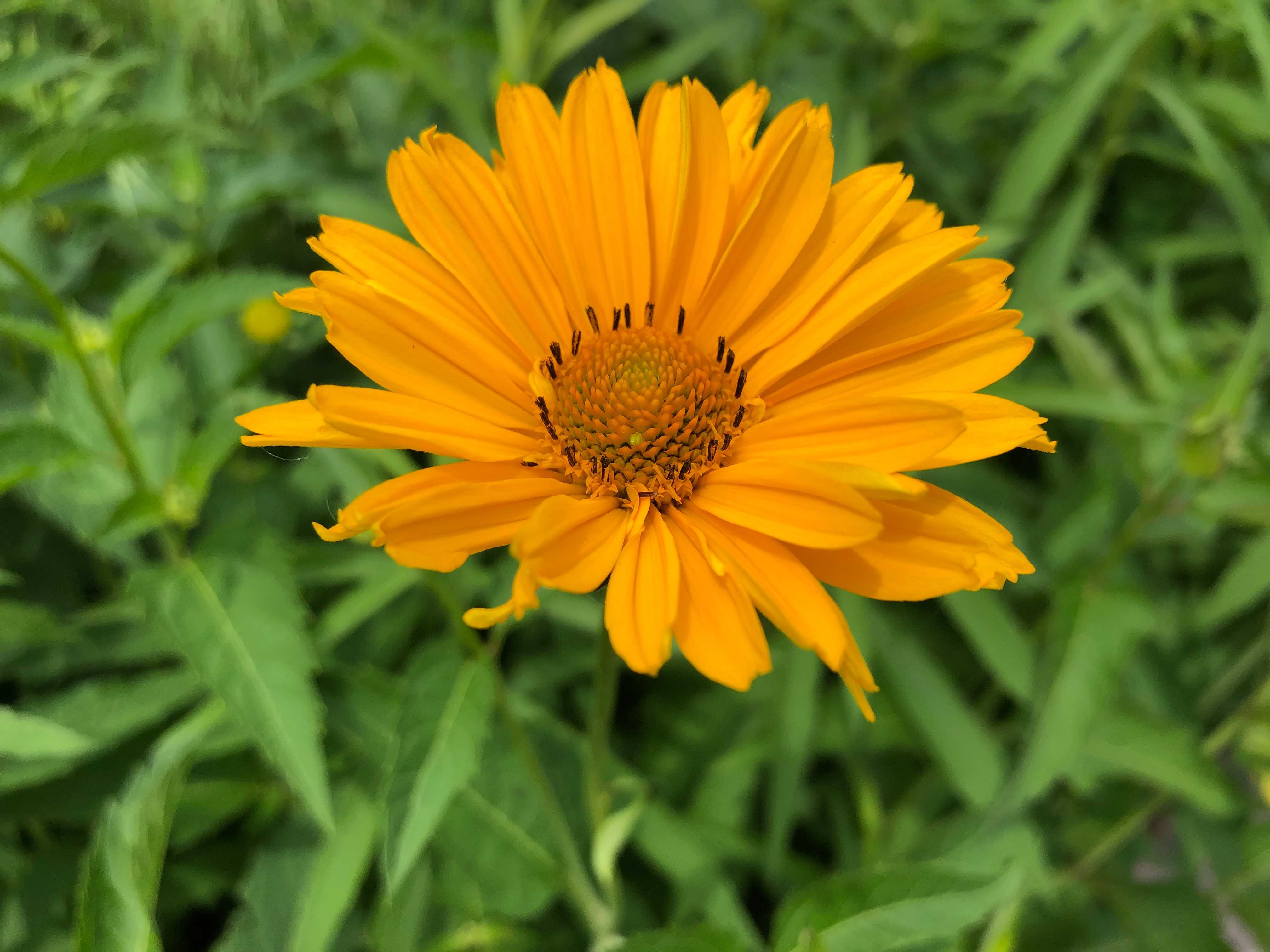 Summer weather yellow flowers sunny
