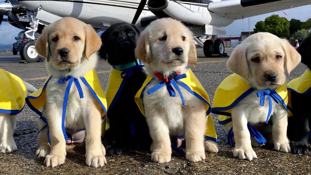 Canine Companions in Tampa