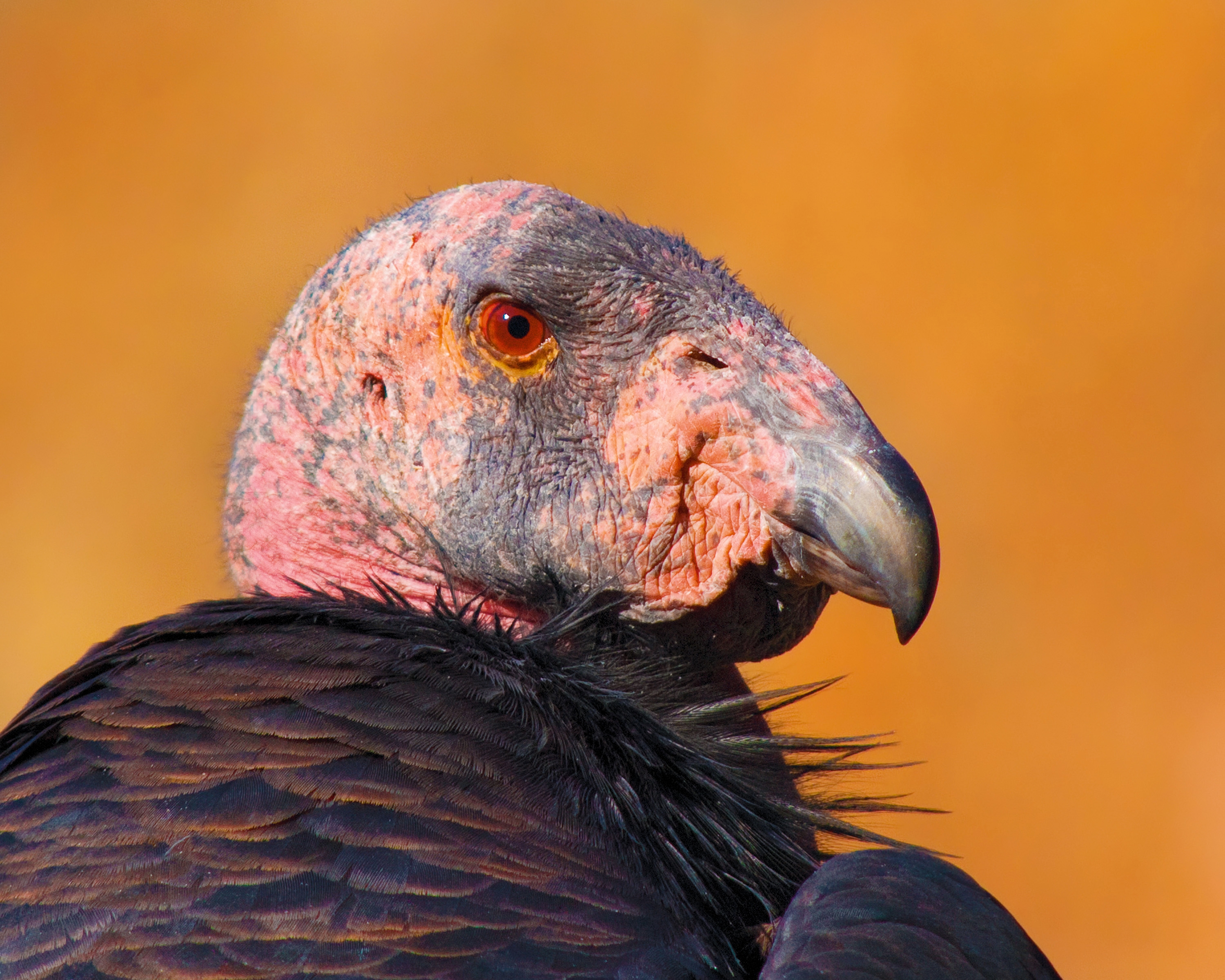 california condor nps .jpg