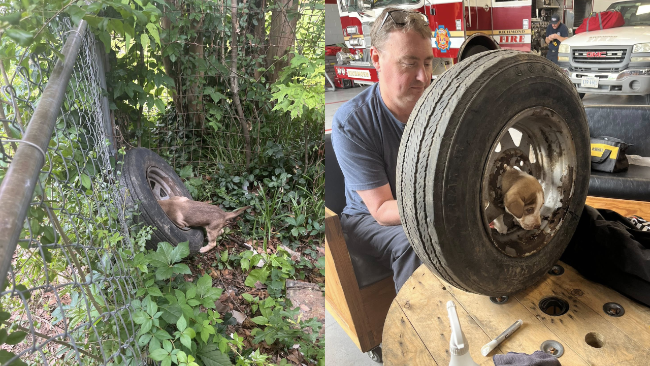 Firefighters save puppy