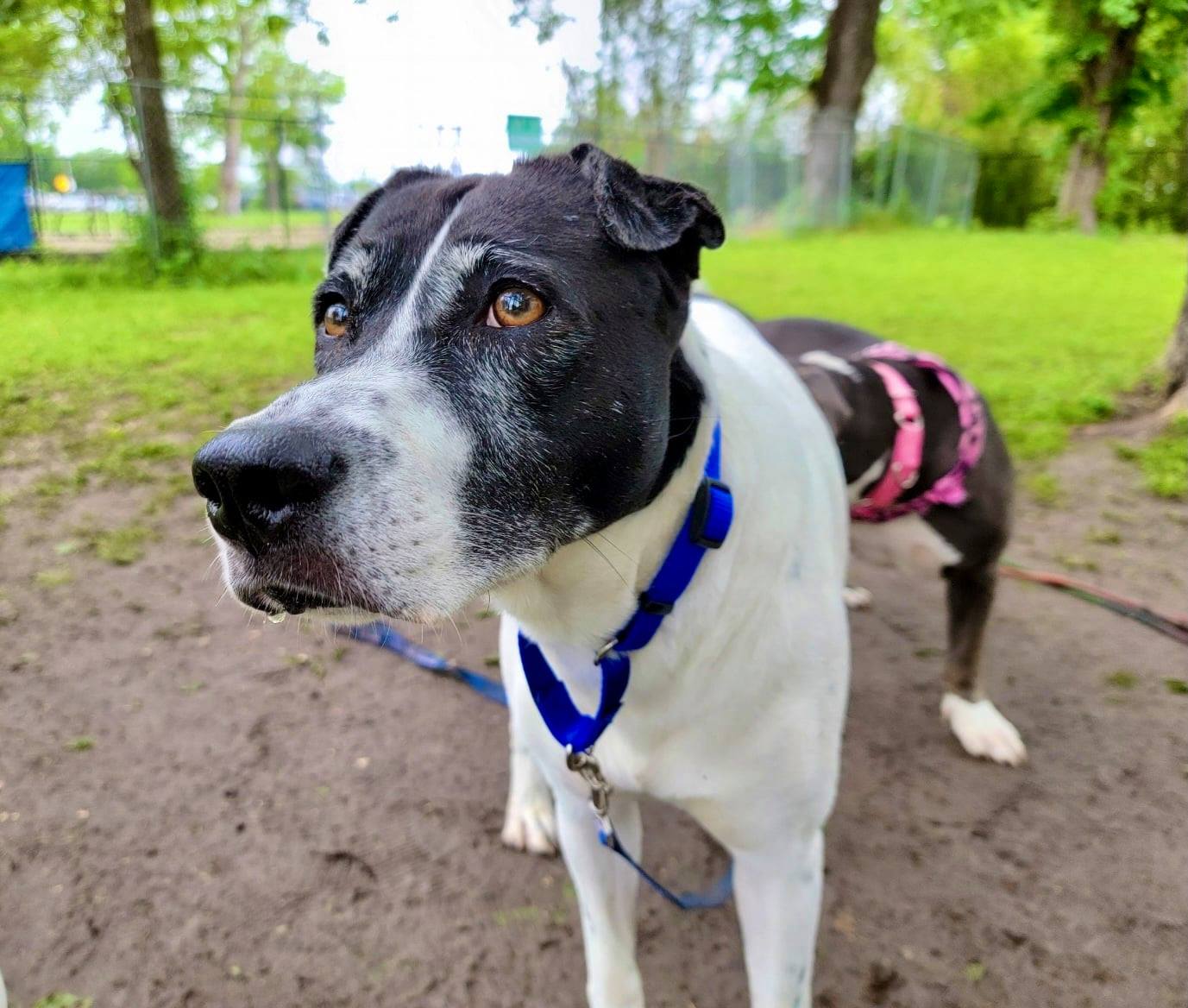 Humane Society of Central Texas