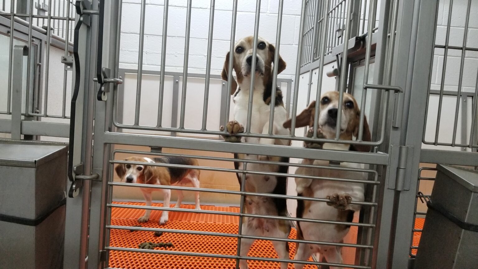 Envigo beagles