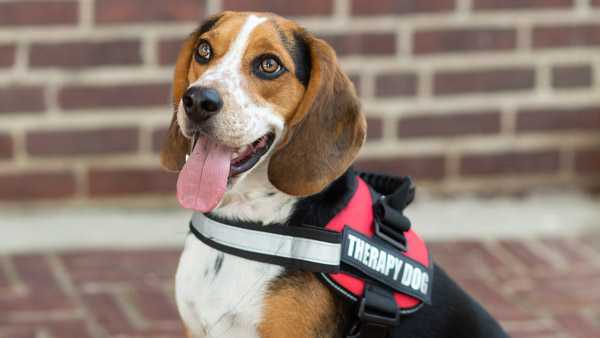 therapy-pup-1601044015.jpg