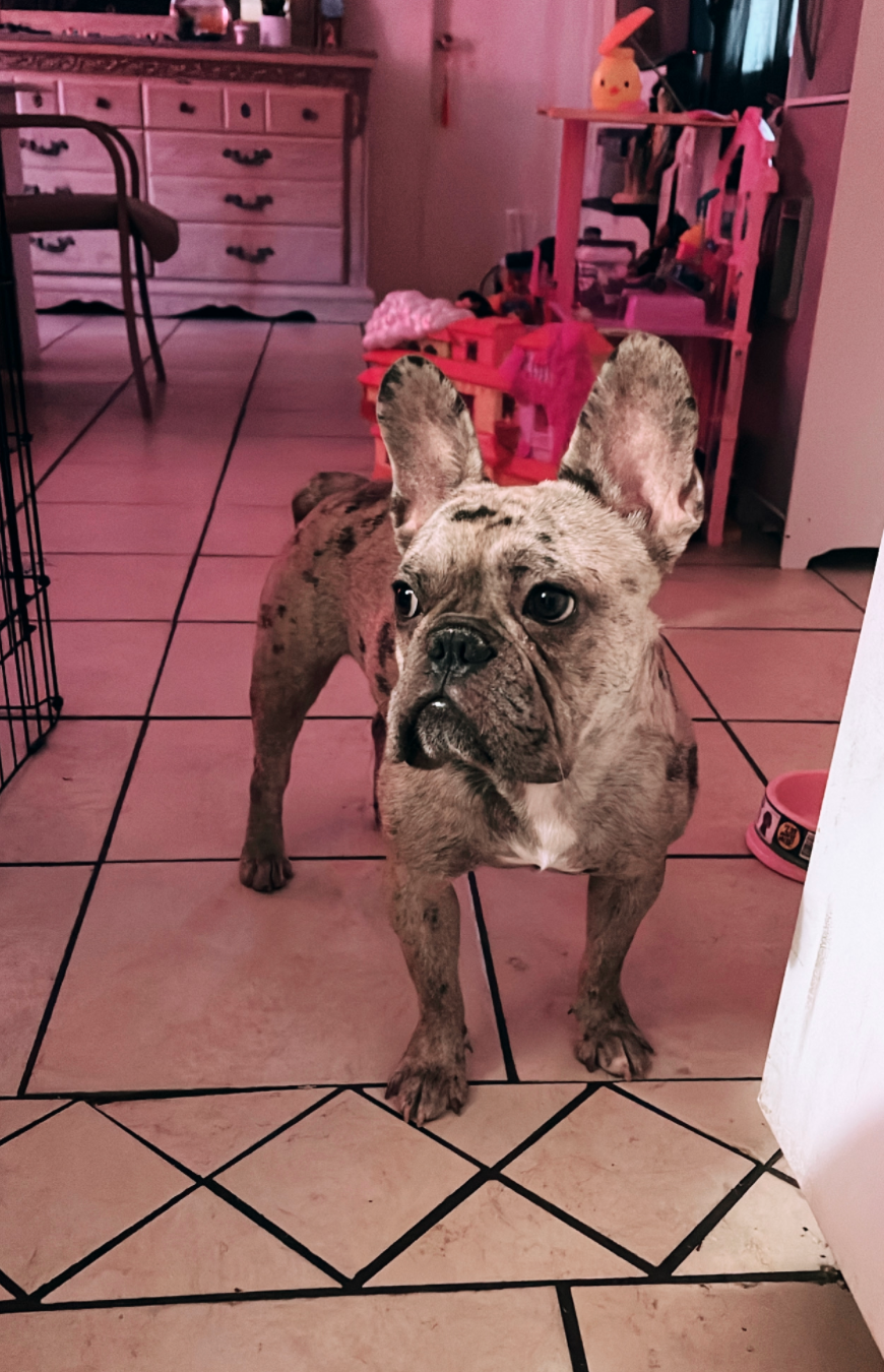 French Bulldog stolen 
