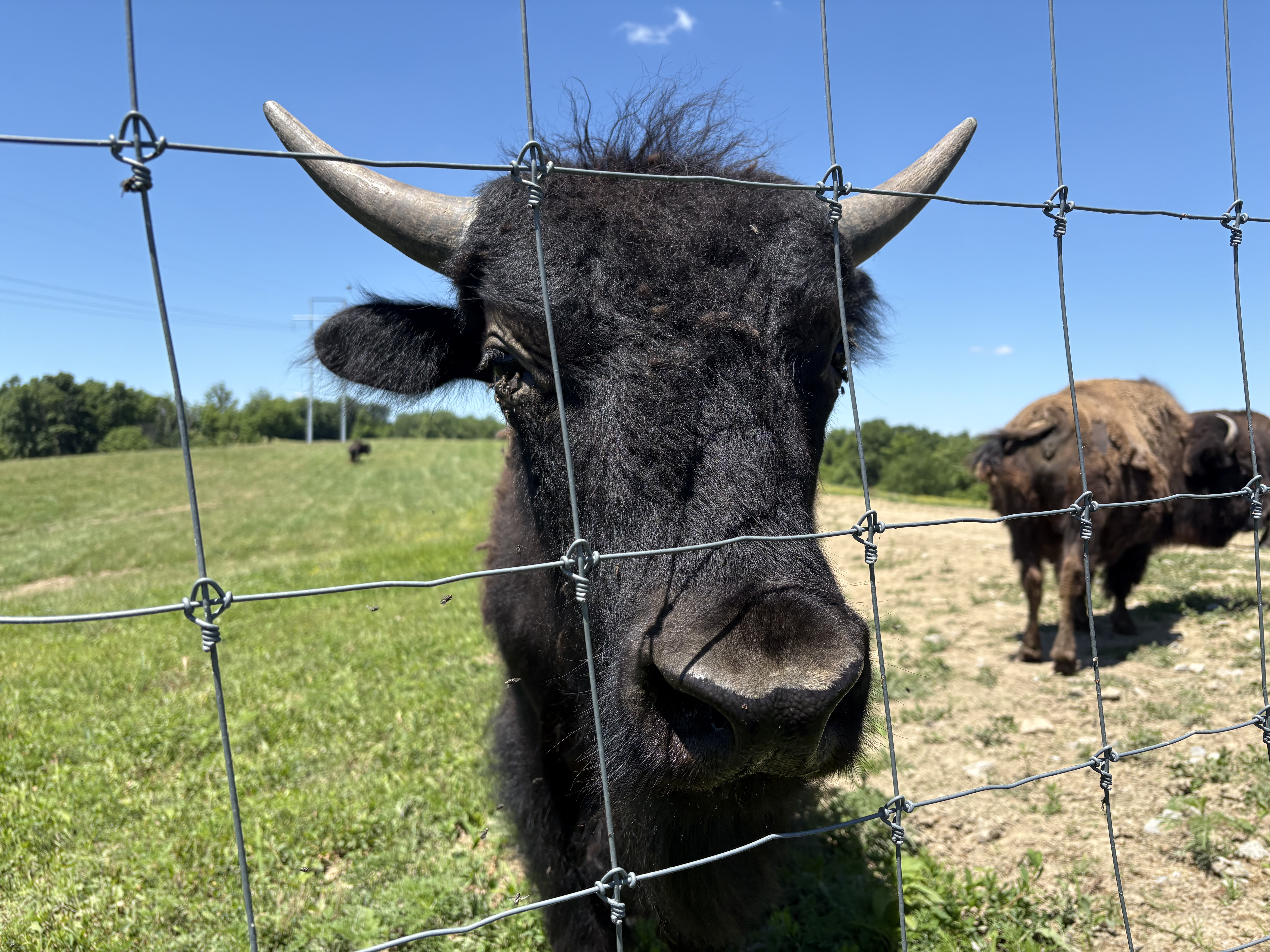 Buffalo Ridge Ranch