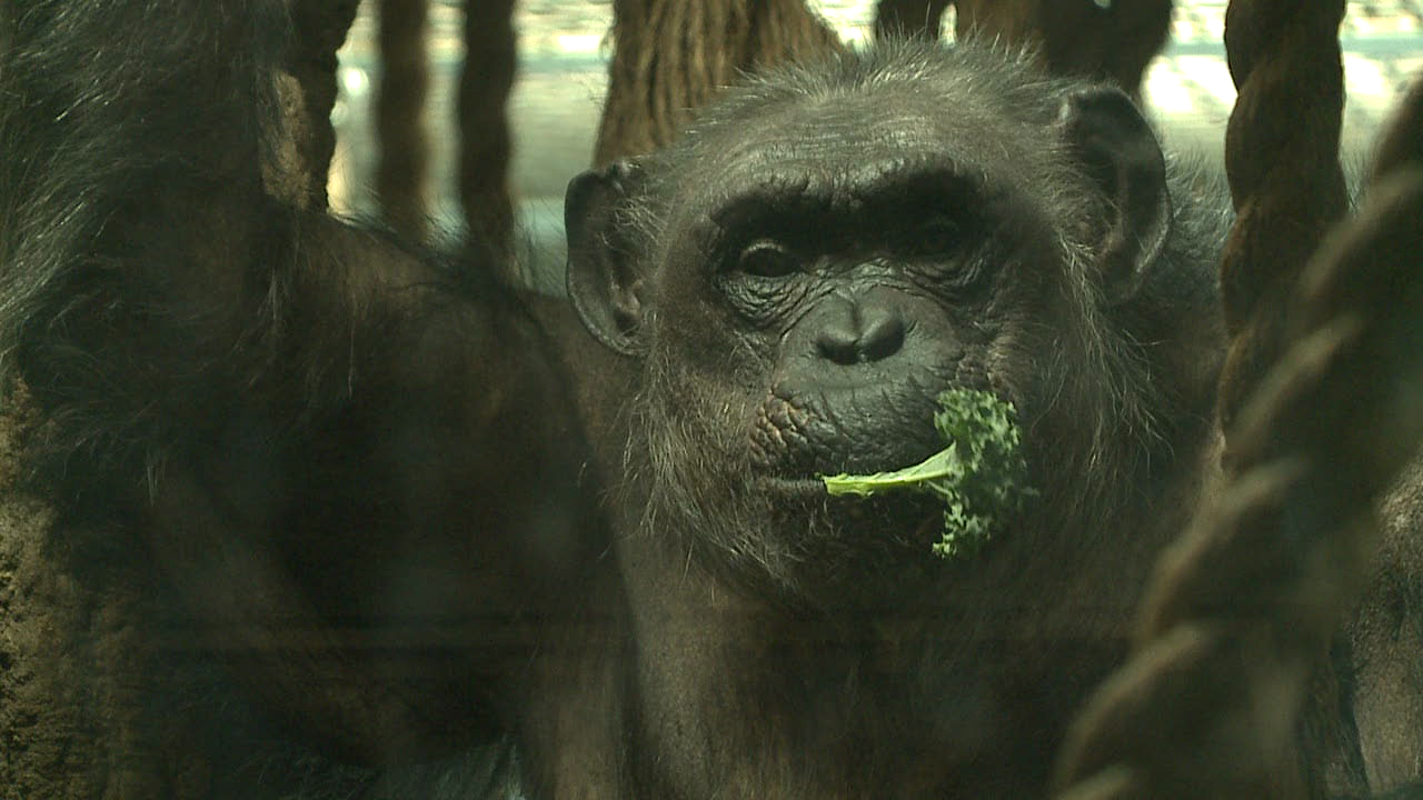 John Ball Zoo Chimpanzee.png
