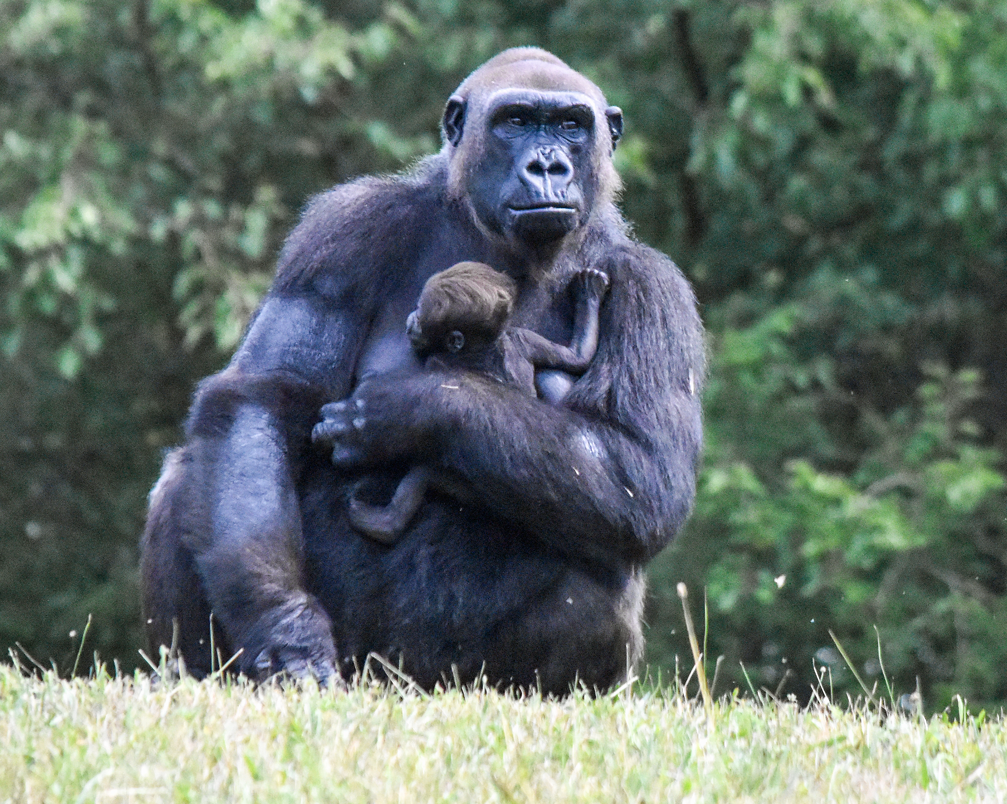 Usala baby gorilla born 2026 - 3.jpg