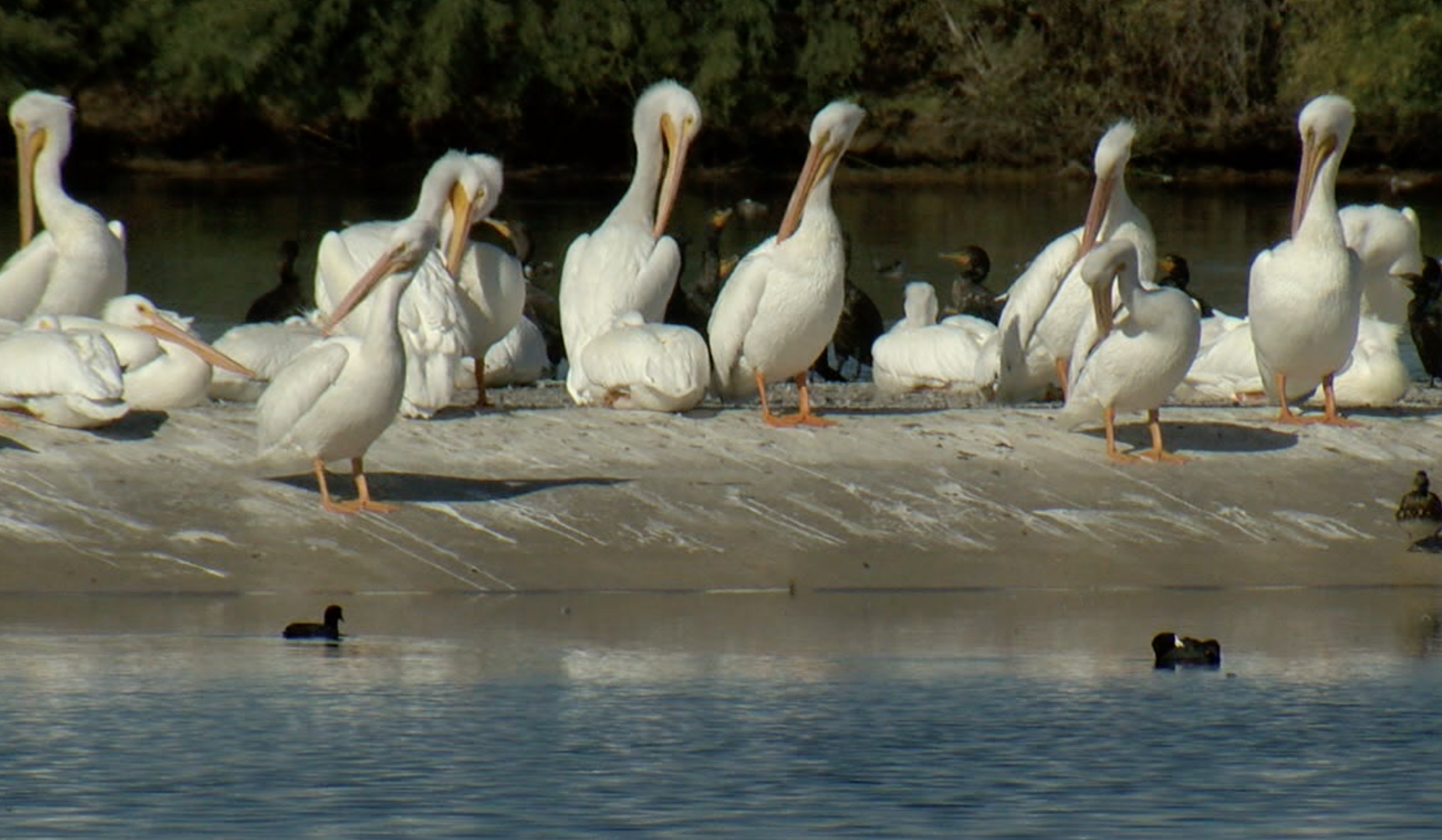 Pelicans in Arizona