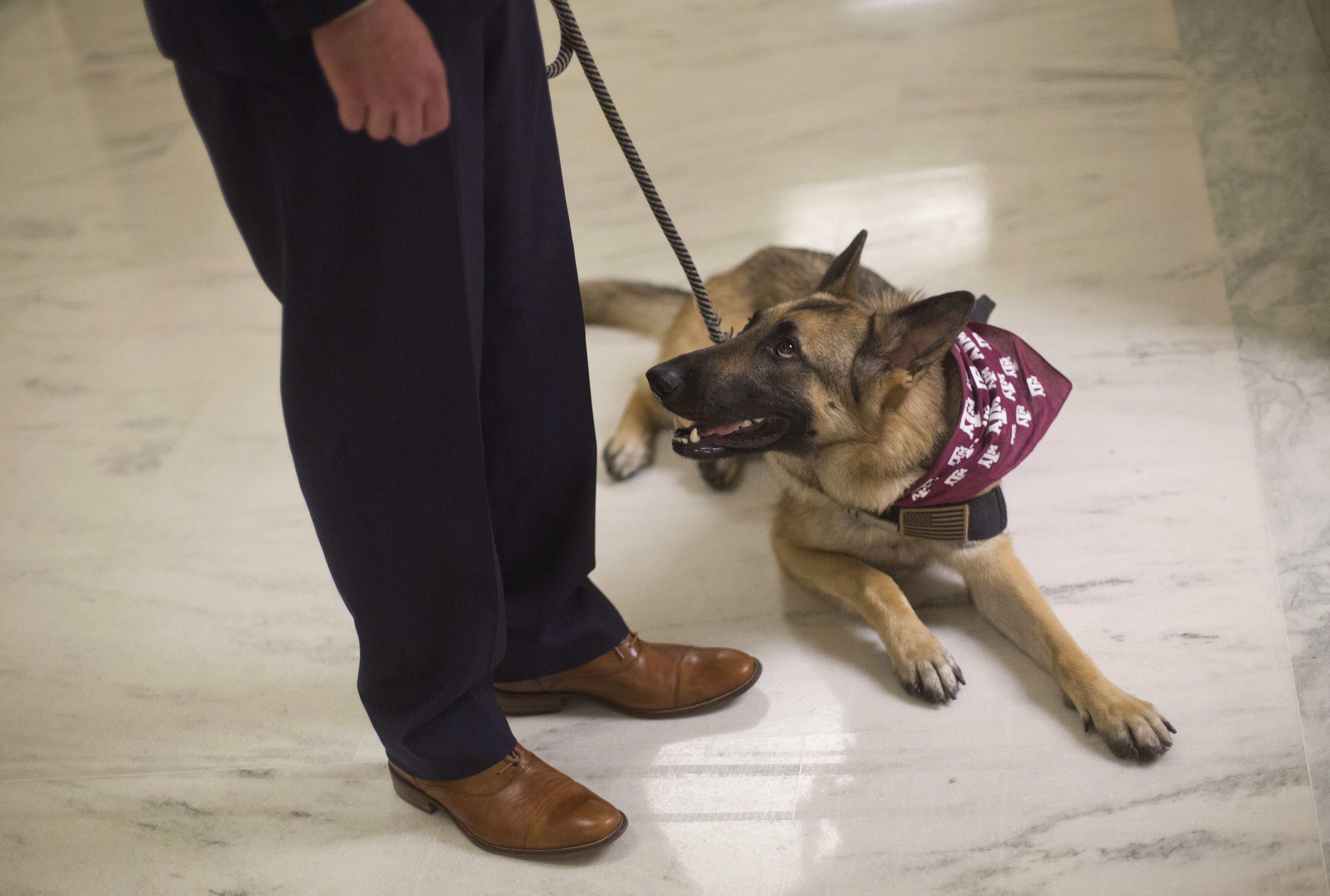Service dog support animal AP