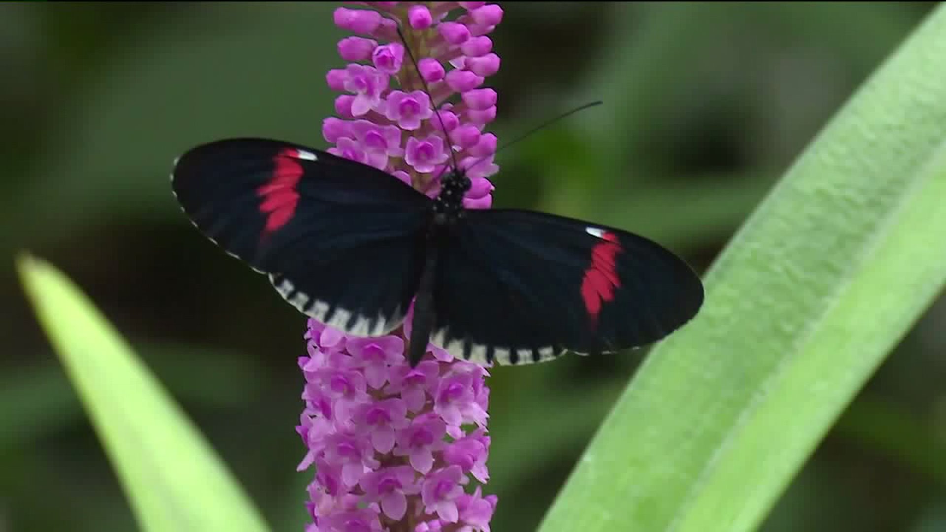 Butterflies.jpeg