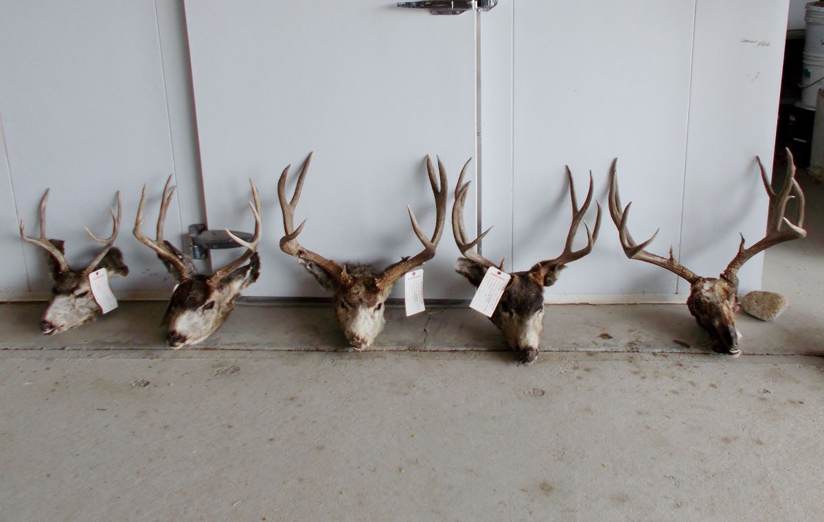 Poached deer