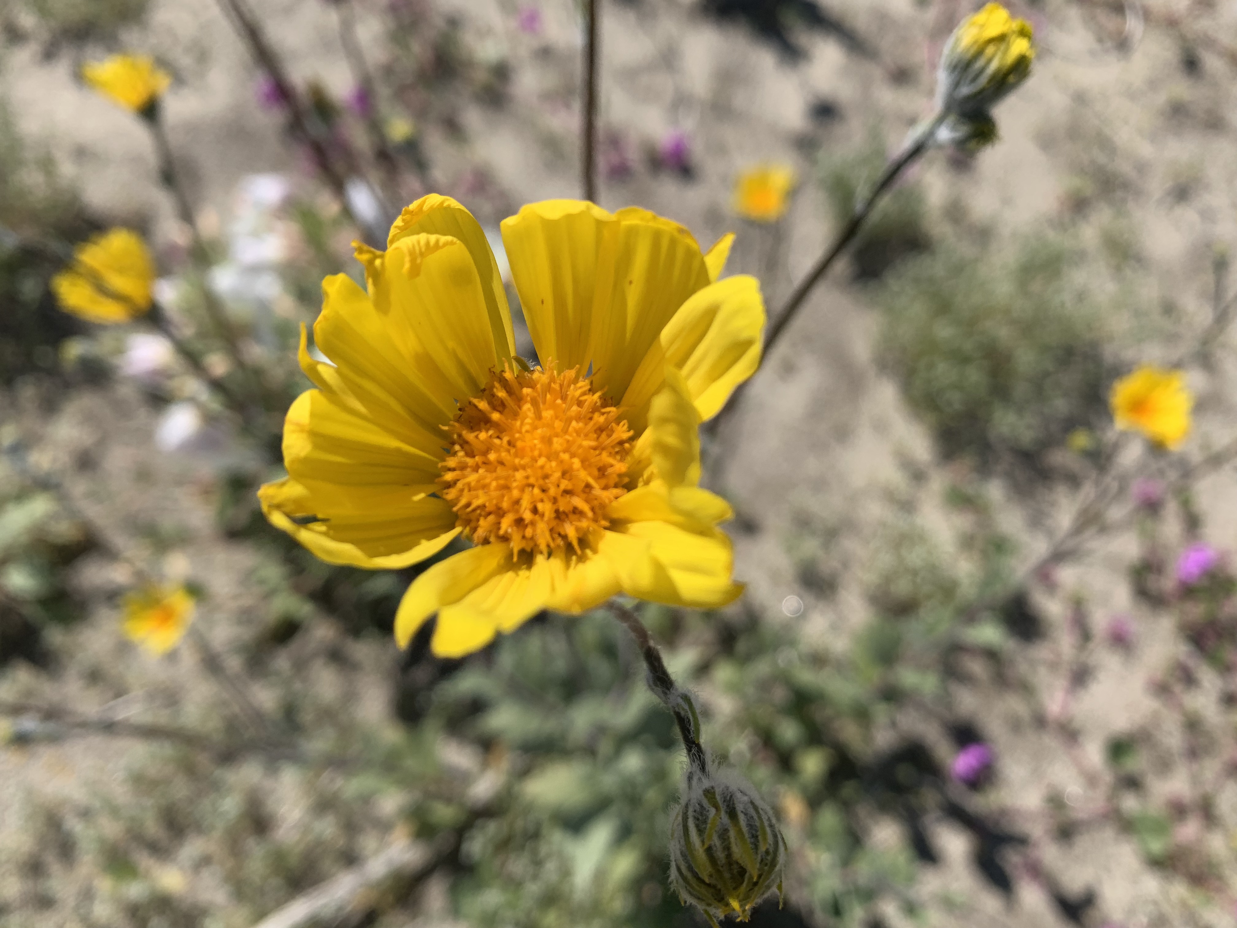 ANZA BORREGO FLOWER_2458.JPG