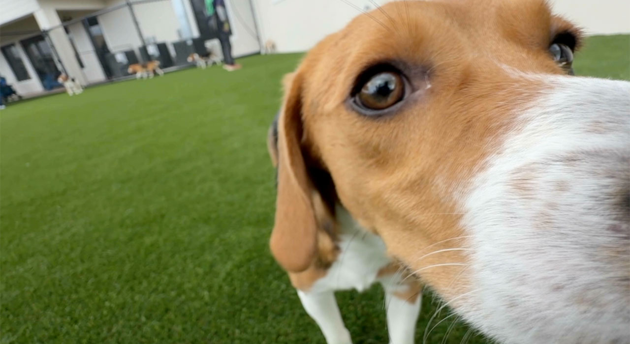 Big Dog Ranch beagles 