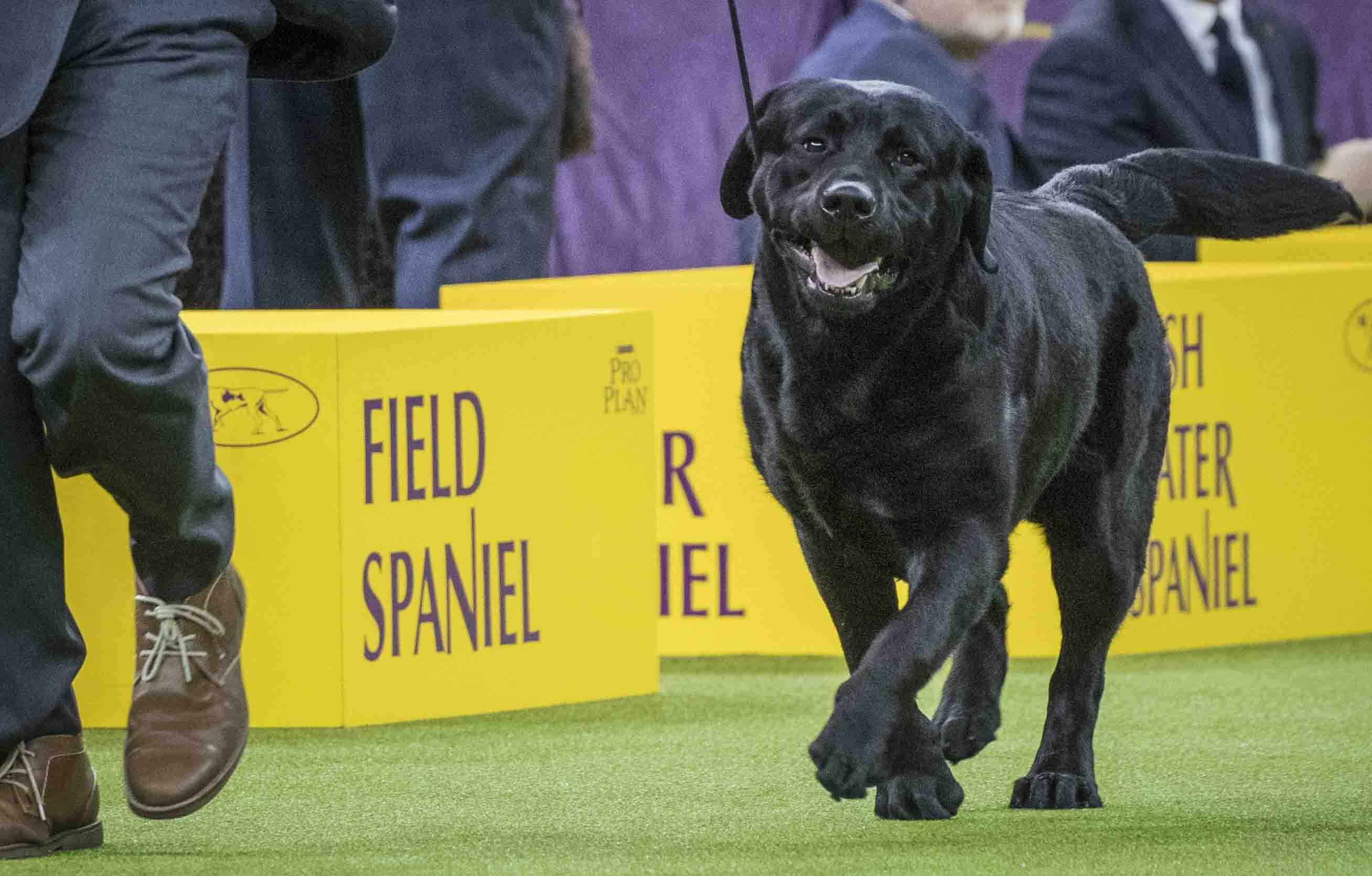Labrador