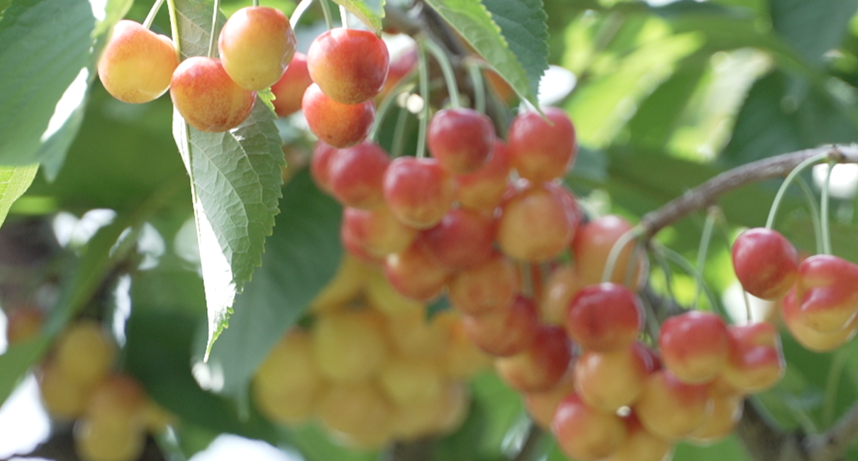 Flathead Lake Cherries 