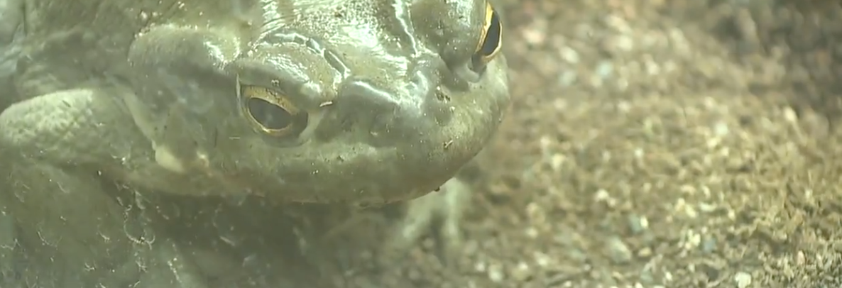 Sonoran Desert Toad ABC15