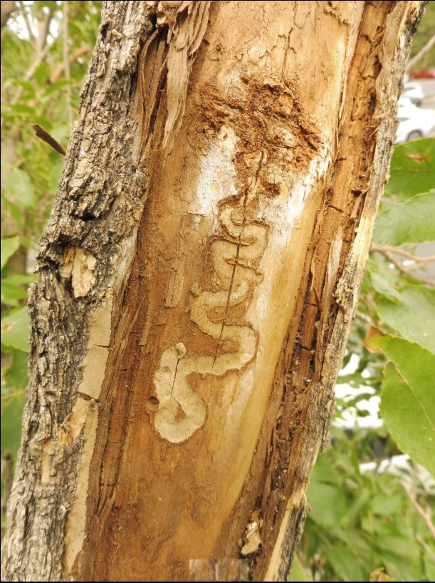 EAB 2 Westminster