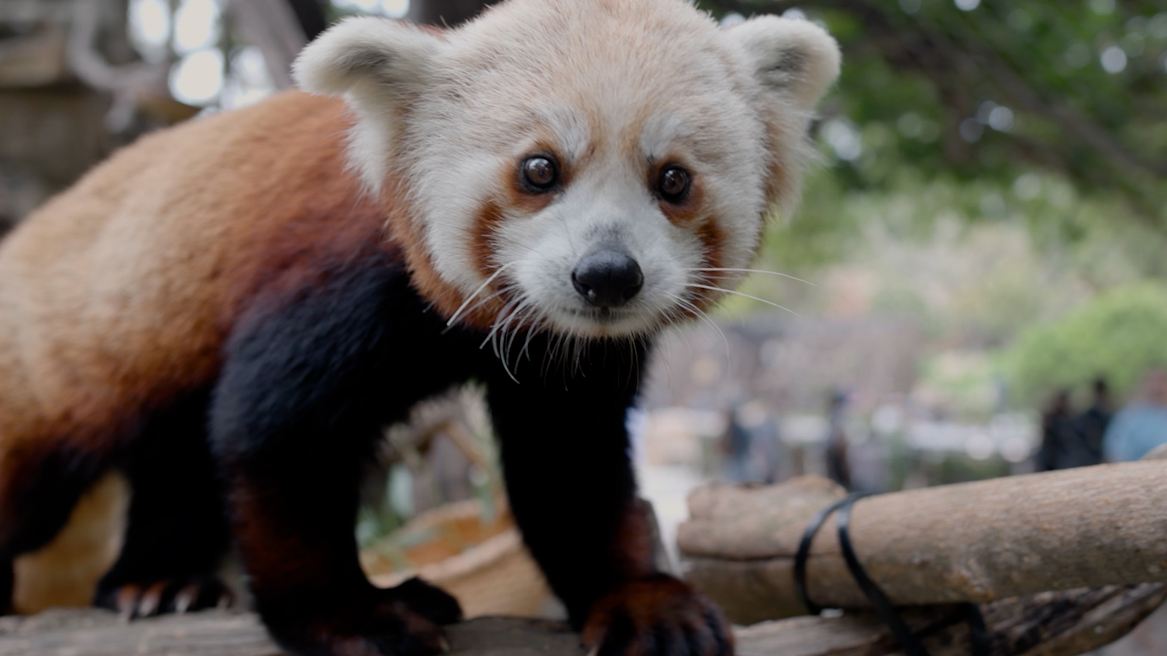 red panda cubs.jpg
