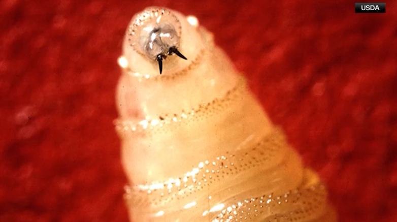 screwworm