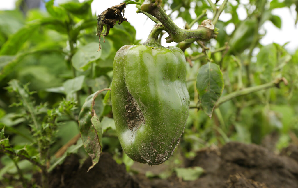 Food and Farm Refugee Farmers