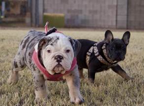 dogs stolen in glendale