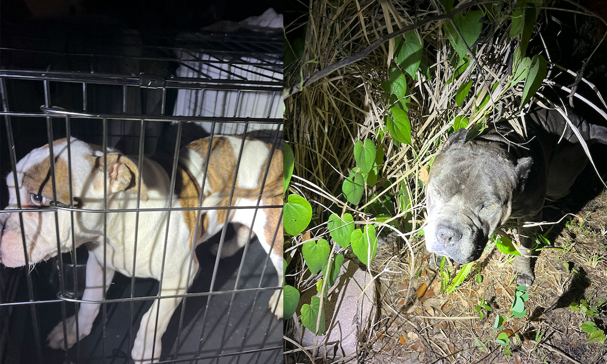 Dogs removed by SLCSO 