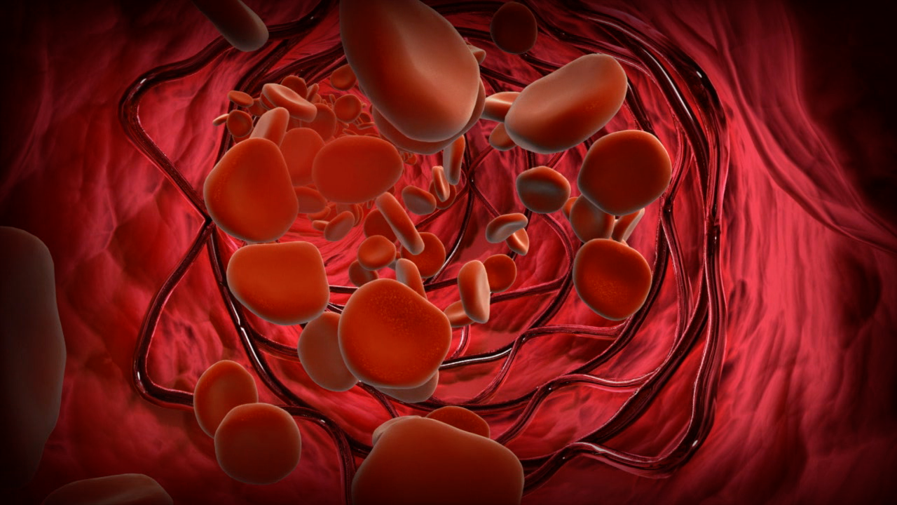 blood cells.png