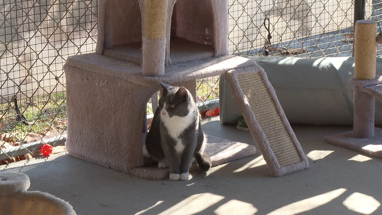 A cat needing a home at the Wakulla County Animal Shelter