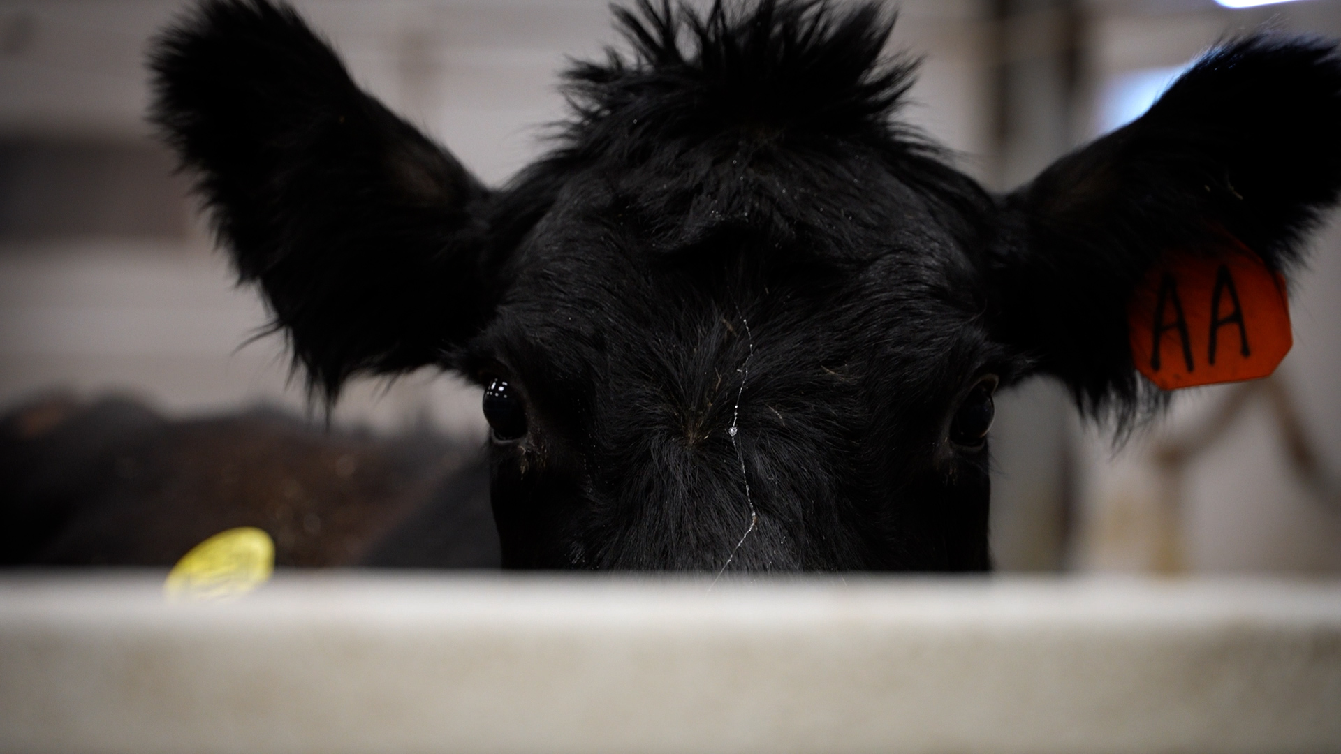 WESTERN LIVESTOCK AUCTION.jpg