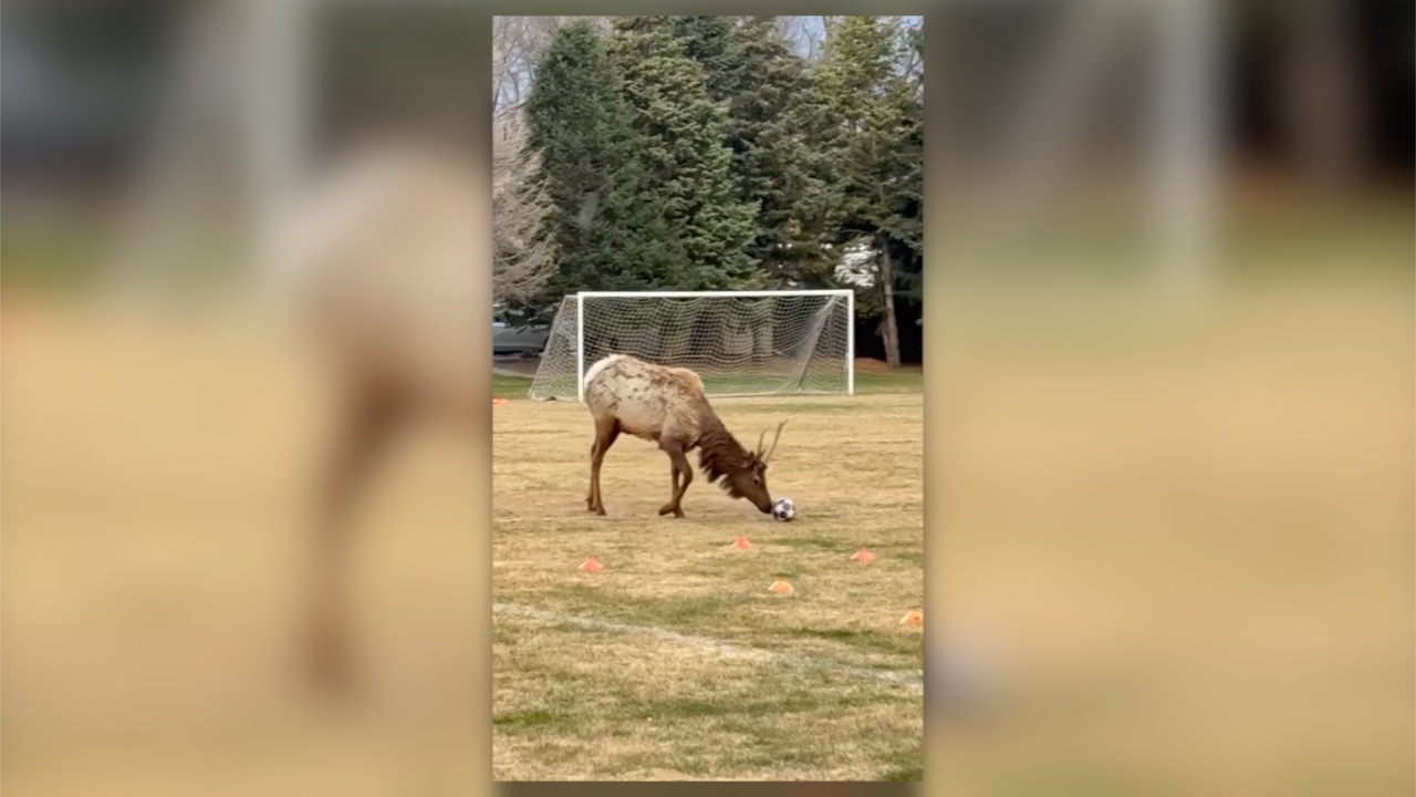 elk playing soccer_Daniel Leaming