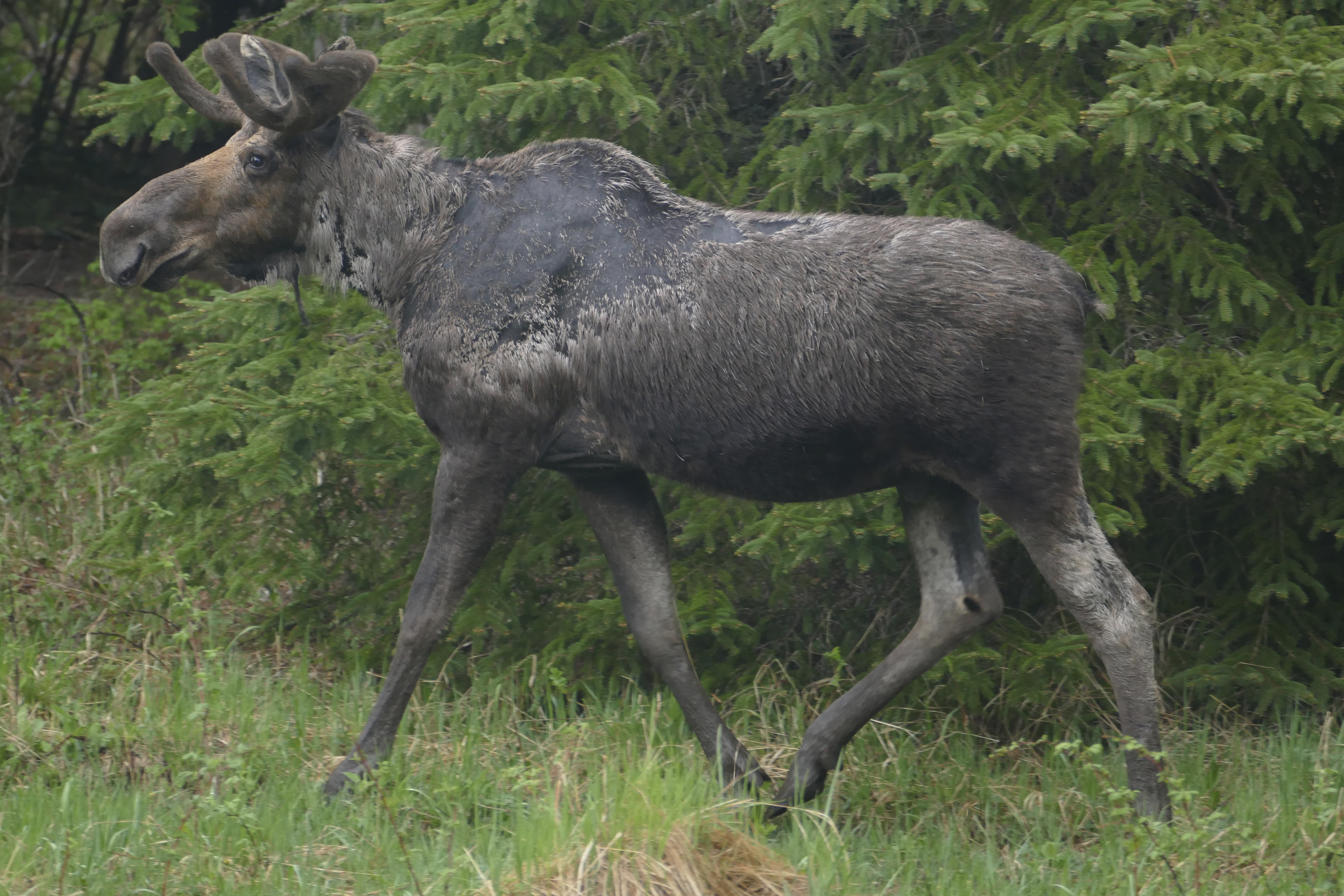 Study: Warmer summers worsen tick infestations for US moose - Vimarsana News