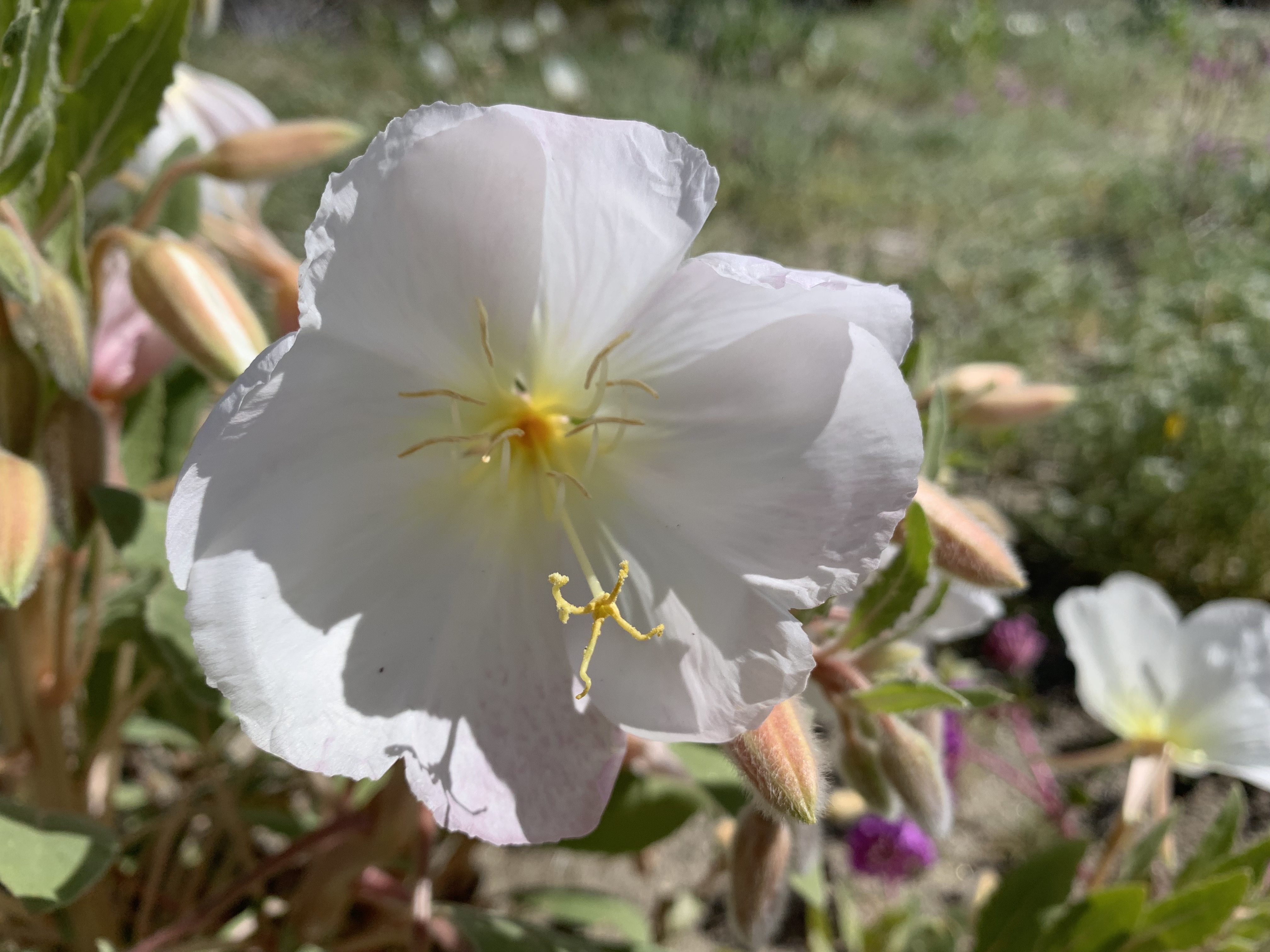 ANZA BORREGO FLOWER_2459.JPG