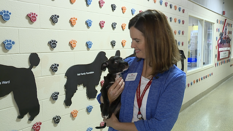 Wayside Waifs holds a puppy adoption special as nearly 70 puppies sit in the shelter