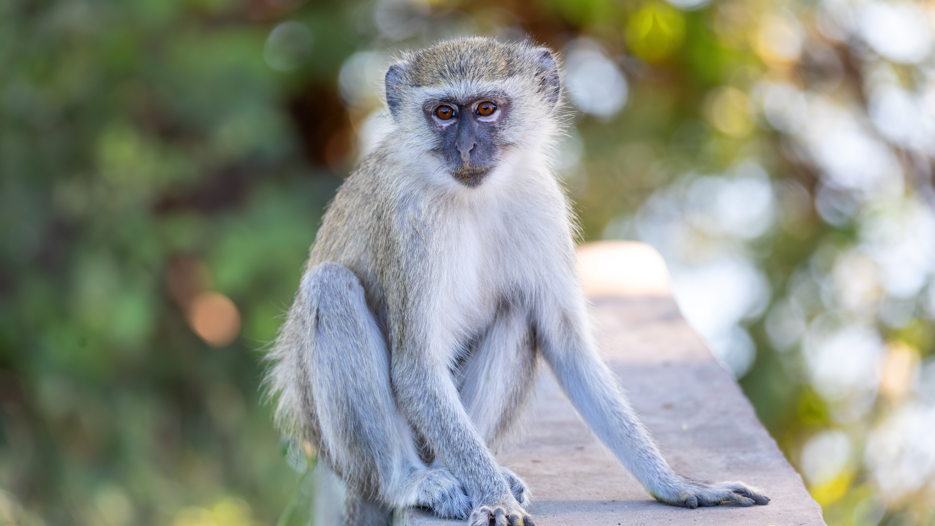 Vervet Monkey