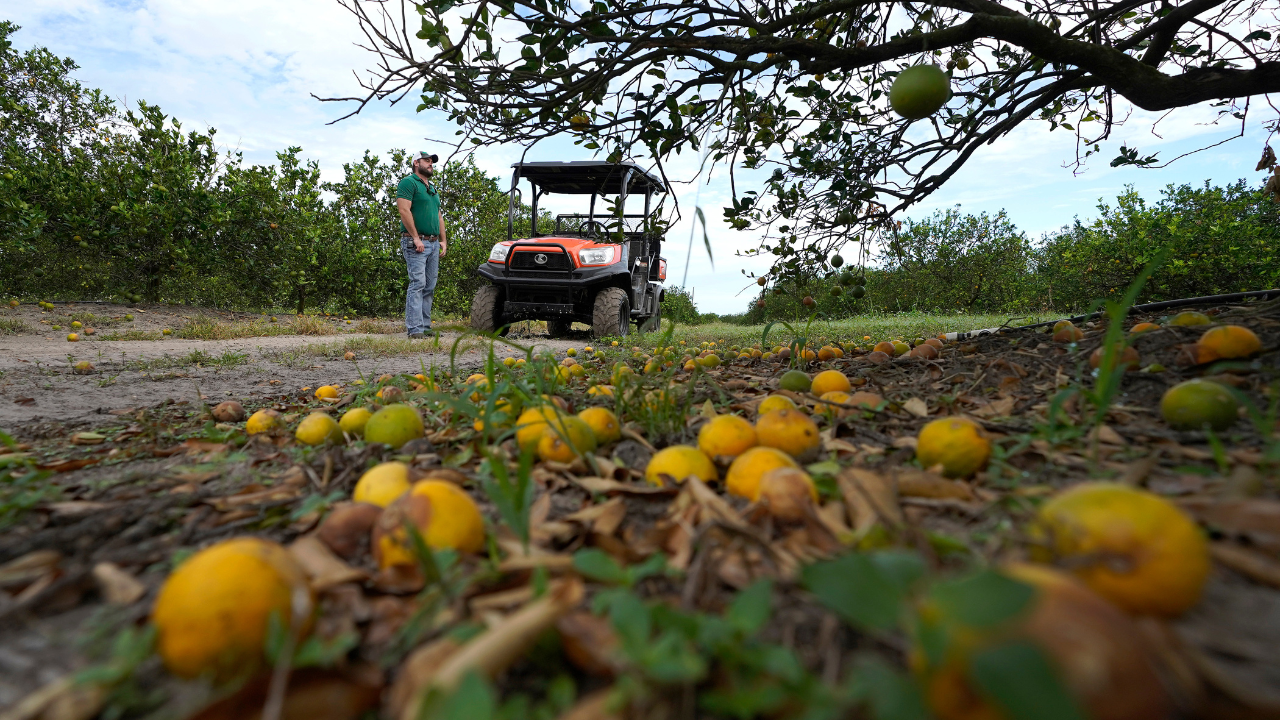 Florida citrus and agriculture