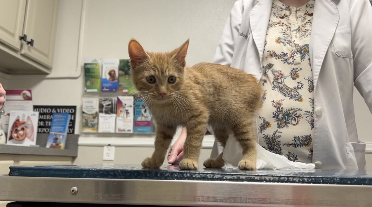 Animals at Northwood Animal Hospital 