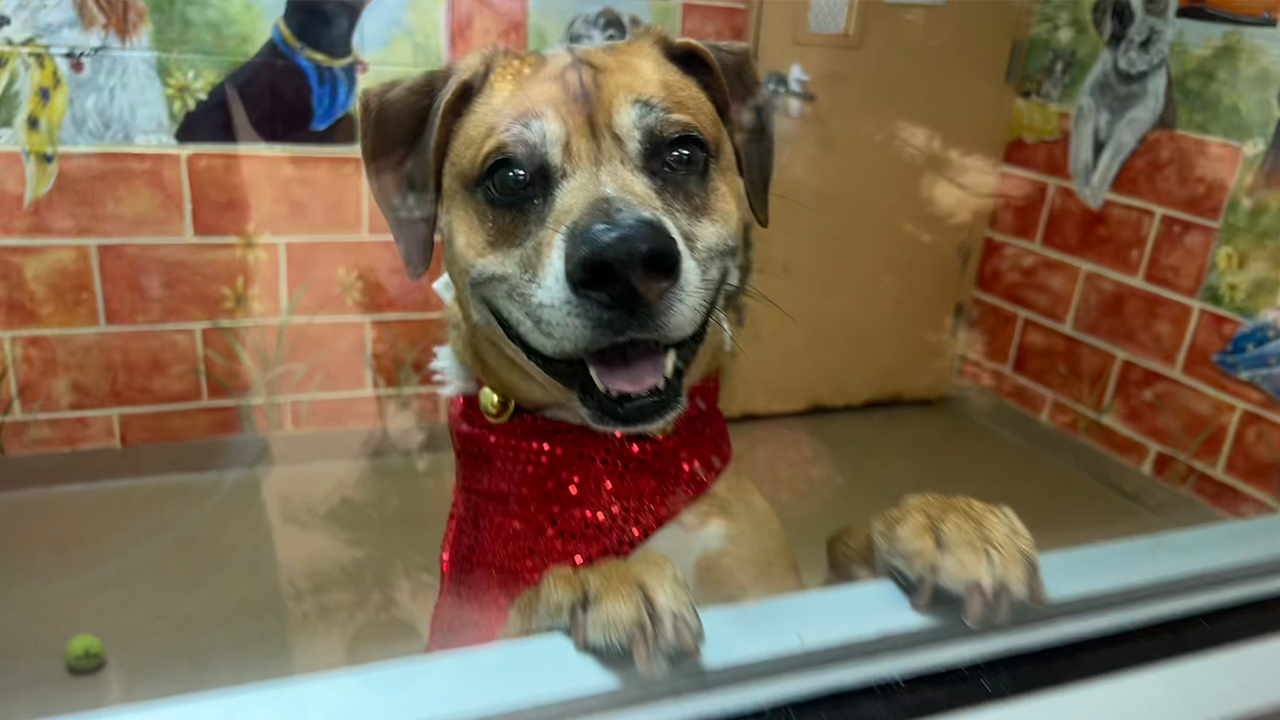 Murphy is up for adoption