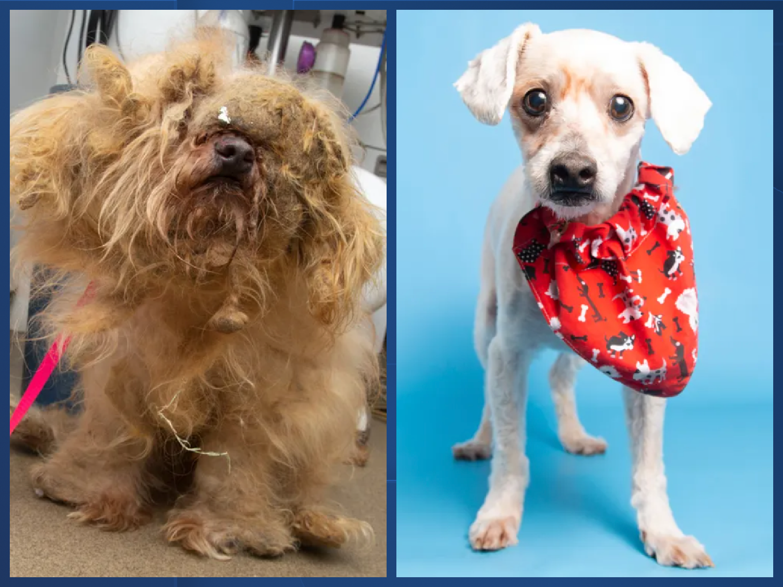 Blue Background copy 10 (1).png