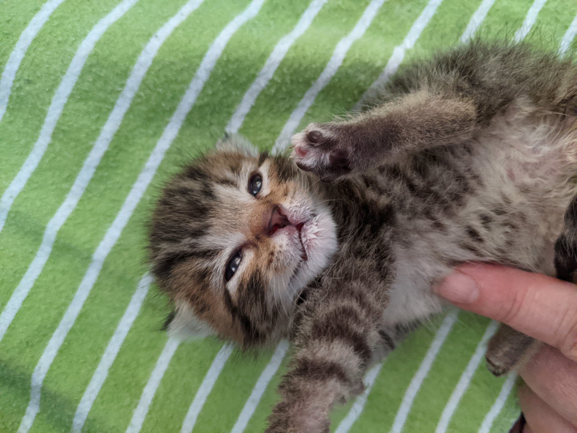 Kitten Foster (2).jpg