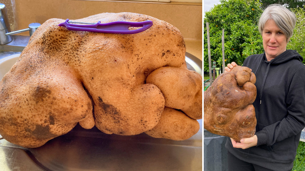 Not a potato