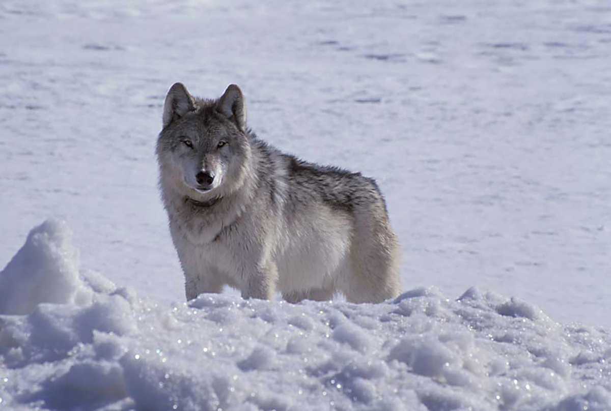 Killings Wolves