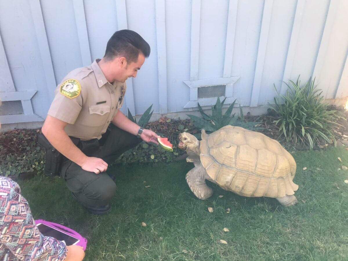 tortoise 1.jpg