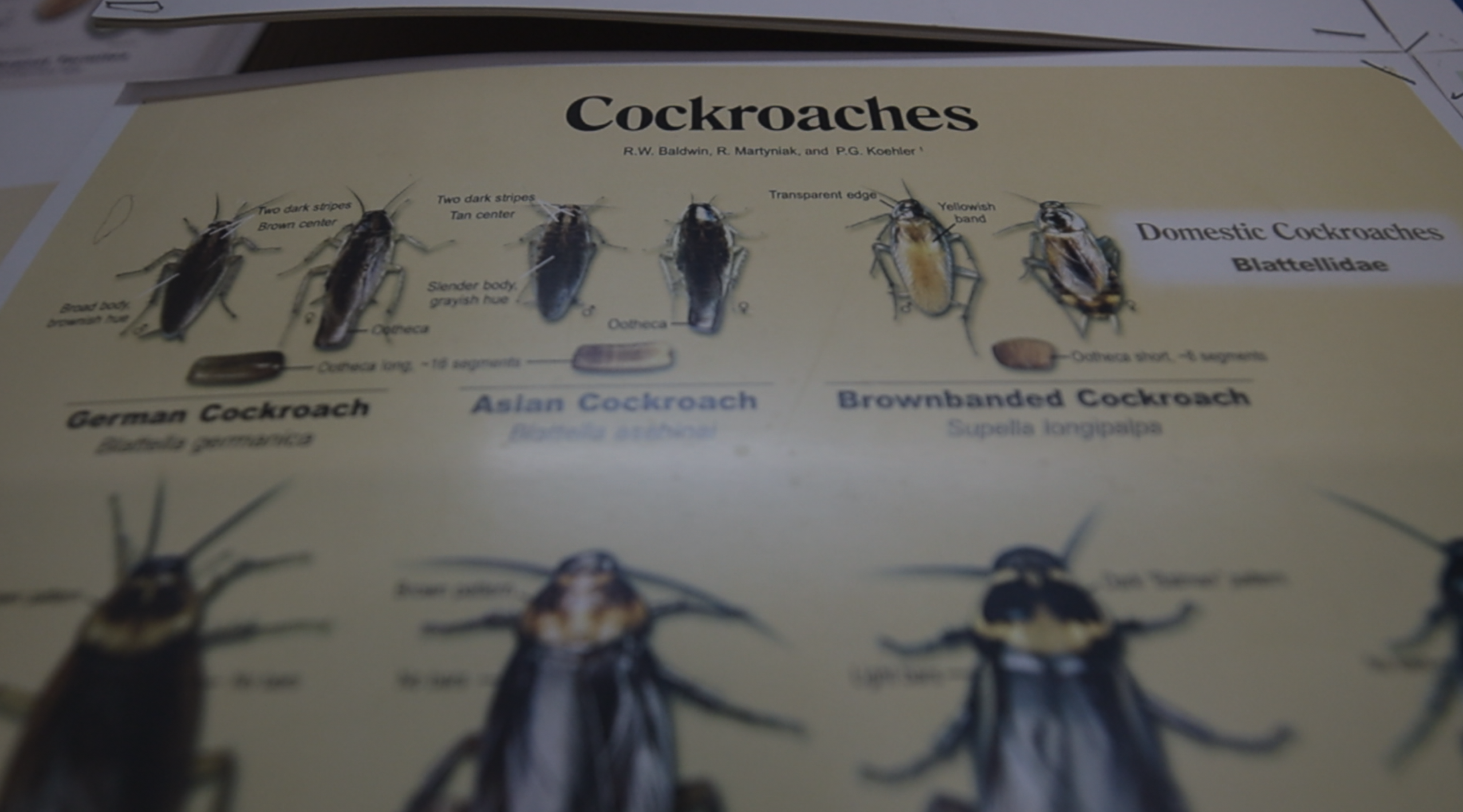 A list of cockroaches hanging at DO It Yourself Pest Control in St. Petersburg, Fla. 