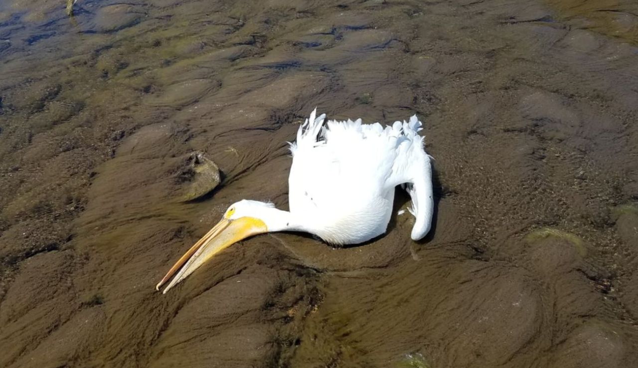 dead pelican jeff river.jpg