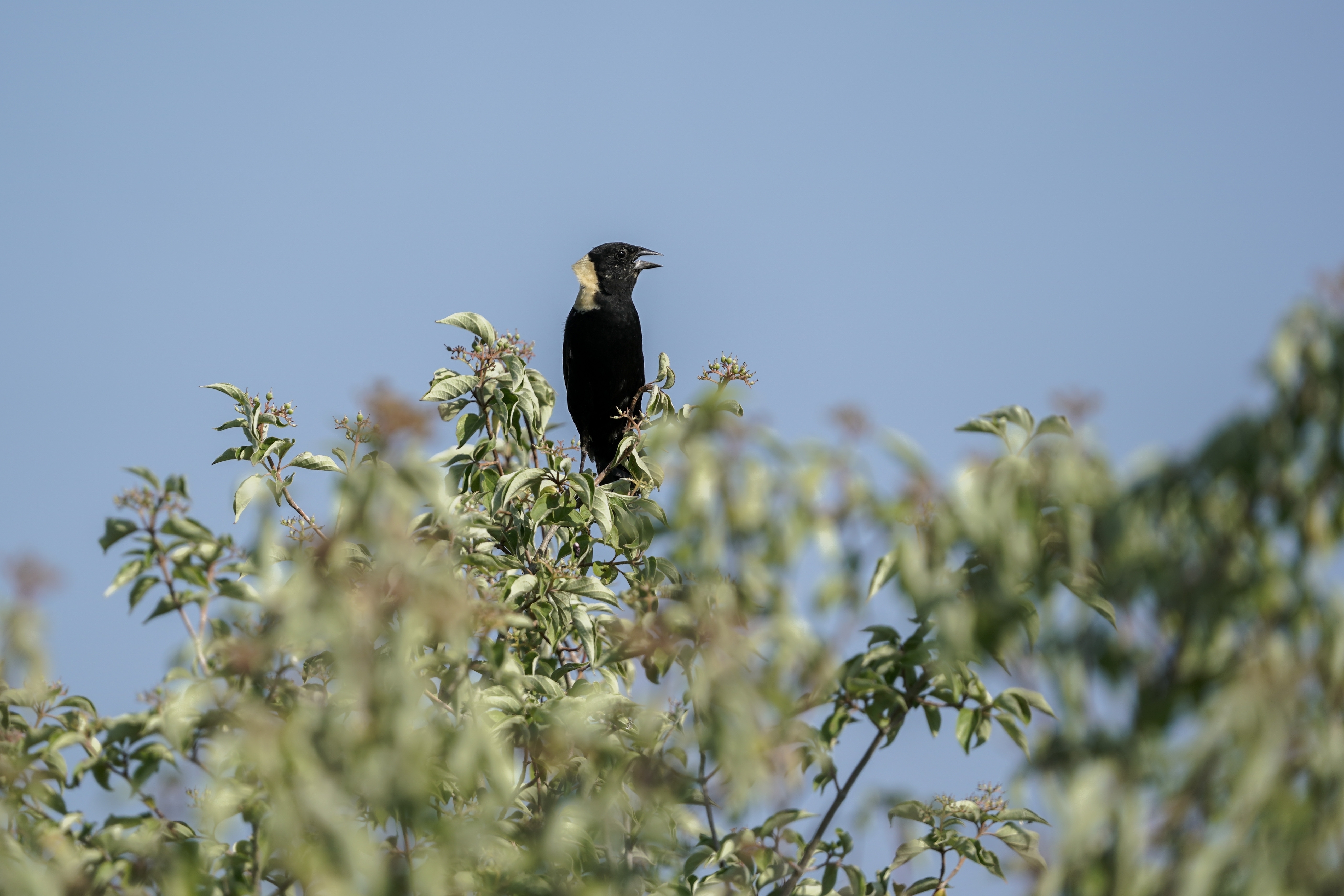 Endangered Grassland Birds