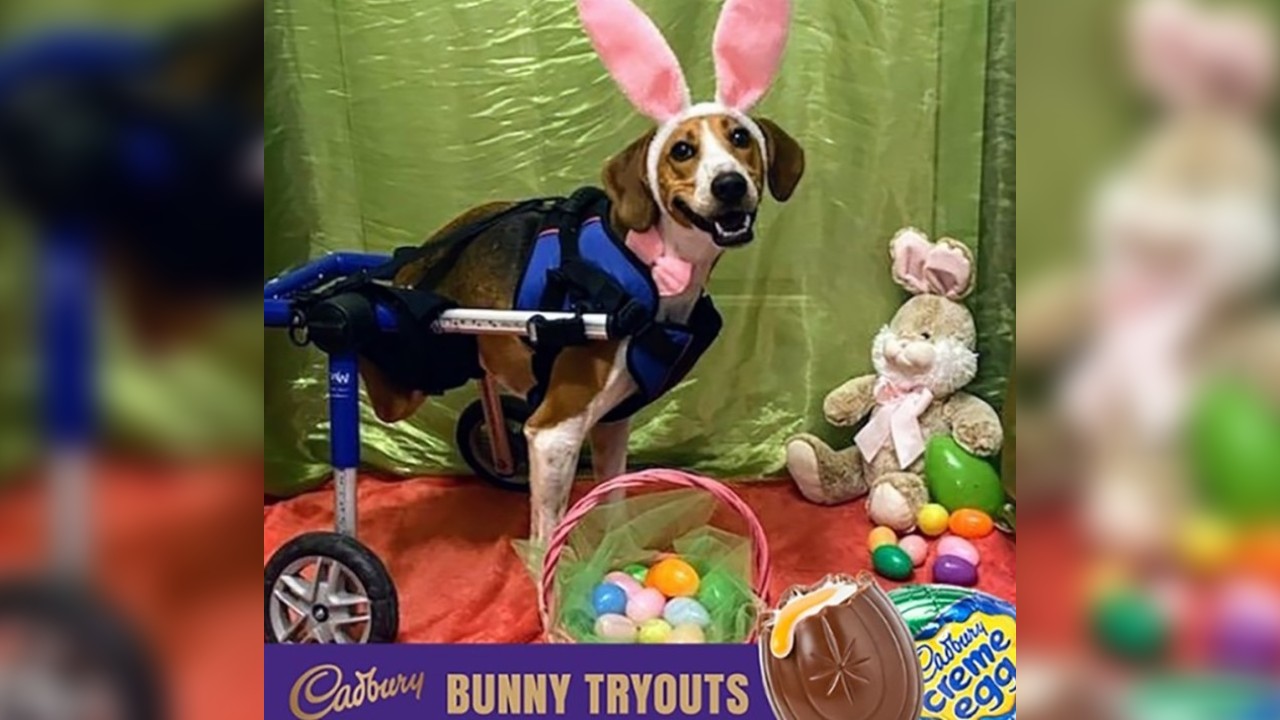 2-legged dog named Lieutenant Dan is your 2020 Cadbury Bunny